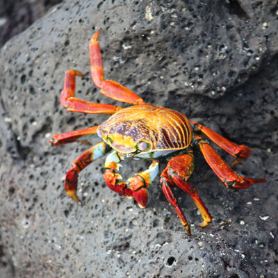 Sally lightfoot crab Sally Lightfoot crab - Galapagos Islands