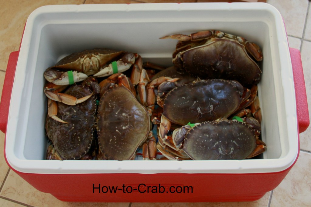 Dungeness crabs in a cooler