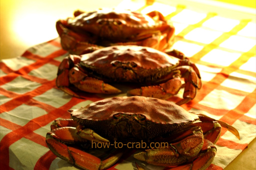 Freshly cooked crab