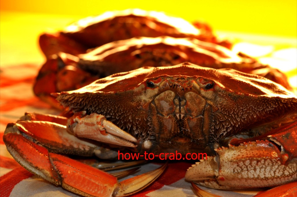 Types of crab