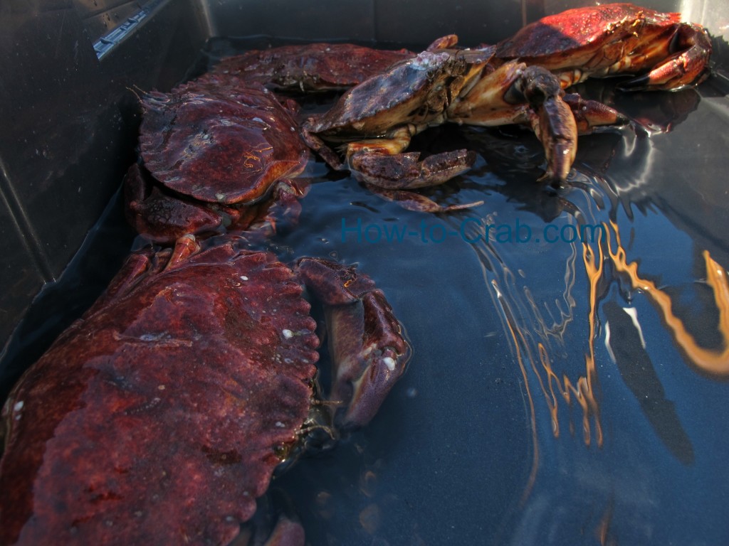 Red Rock crabs in ocean water.